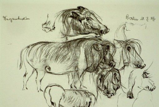 大师的动物速写妙笔生趣