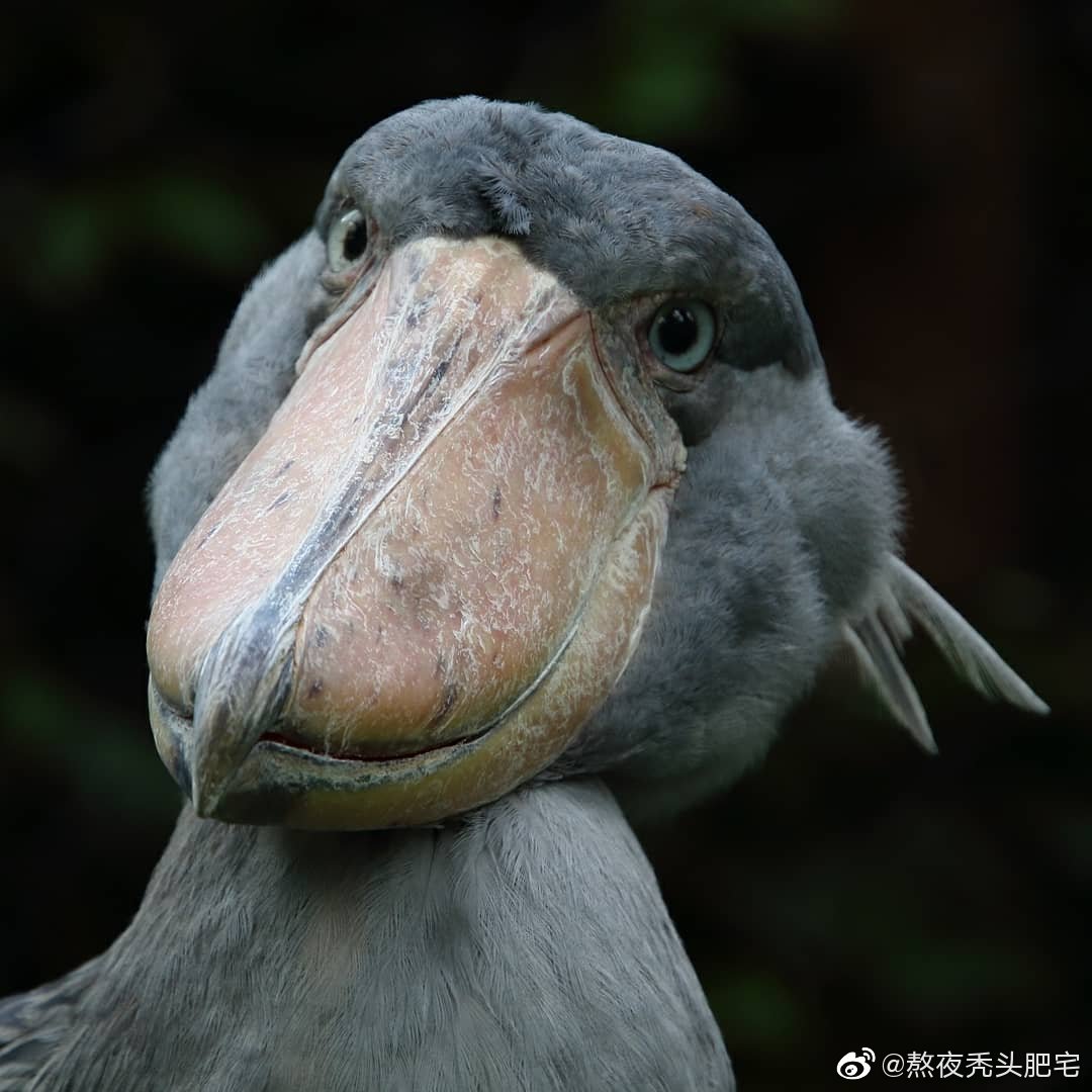 沙雕大鸟鲸头鹳