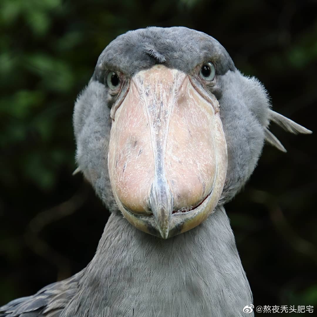沙雕大鸟鲸头鹳