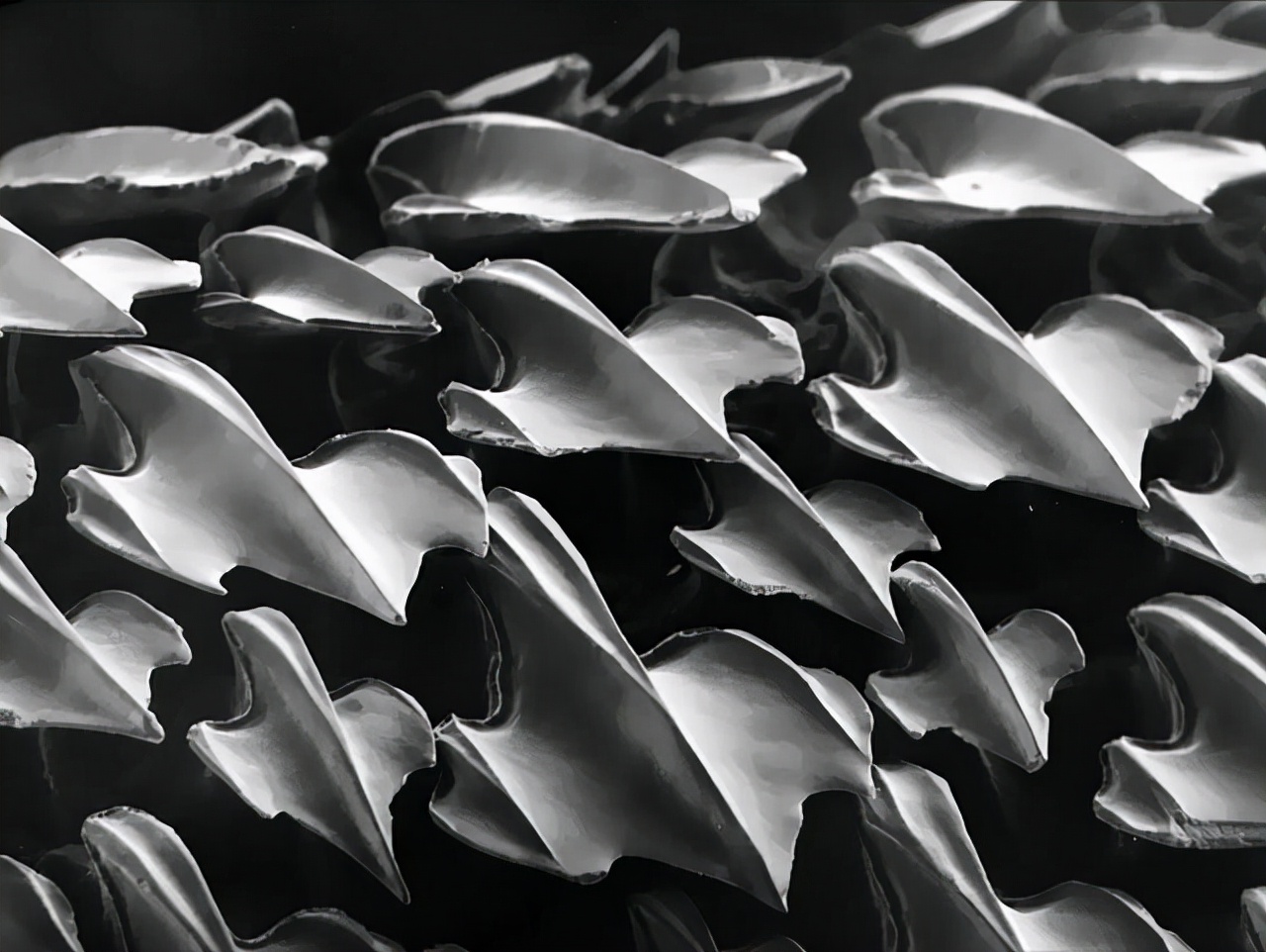 30张活久未见的照片,马偷吃小鸡被母鸡发现,这是真正的马杀鸡休闲区蓝鸢梦想 - Www.slyday.coM 30张活久未见的照片,马偷吃小鸡被母鸡发现,这是真正的马杀鸡休闲区蓝鸢梦想 - Www.slyday.coM