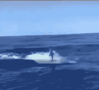 30张活久未见的照片,马偷吃小鸡被母鸡发现,这是真正的马杀鸡休闲区蓝鸢梦想 - Www.slyday.coM 30张活久未见的照片,马偷吃小鸡被母鸡发现,这是真正的马杀鸡休闲区蓝鸢梦想 - Www.slyday.coM