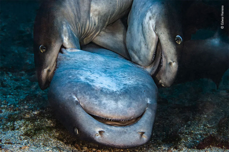 30张活久未见的照片,马偷吃小鸡被母鸡发现,这是真正的马杀鸡休闲区蓝鸢梦想 - Www.slyday.coM 30张活久未见的照片,马偷吃小鸡被母鸡发现,这是真正的马杀鸡休闲区蓝鸢梦想 - Www.slyday.coM