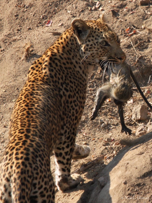 30张活久未见的照片,马偷吃小鸡被母鸡发现,这是真正的马杀鸡休闲区蓝鸢梦想 - Www.slyday.coM 30张活久未见的照片,马偷吃小鸡被母鸡发现,这是真正的马杀鸡休闲区蓝鸢梦想 - Www.slyday.coM