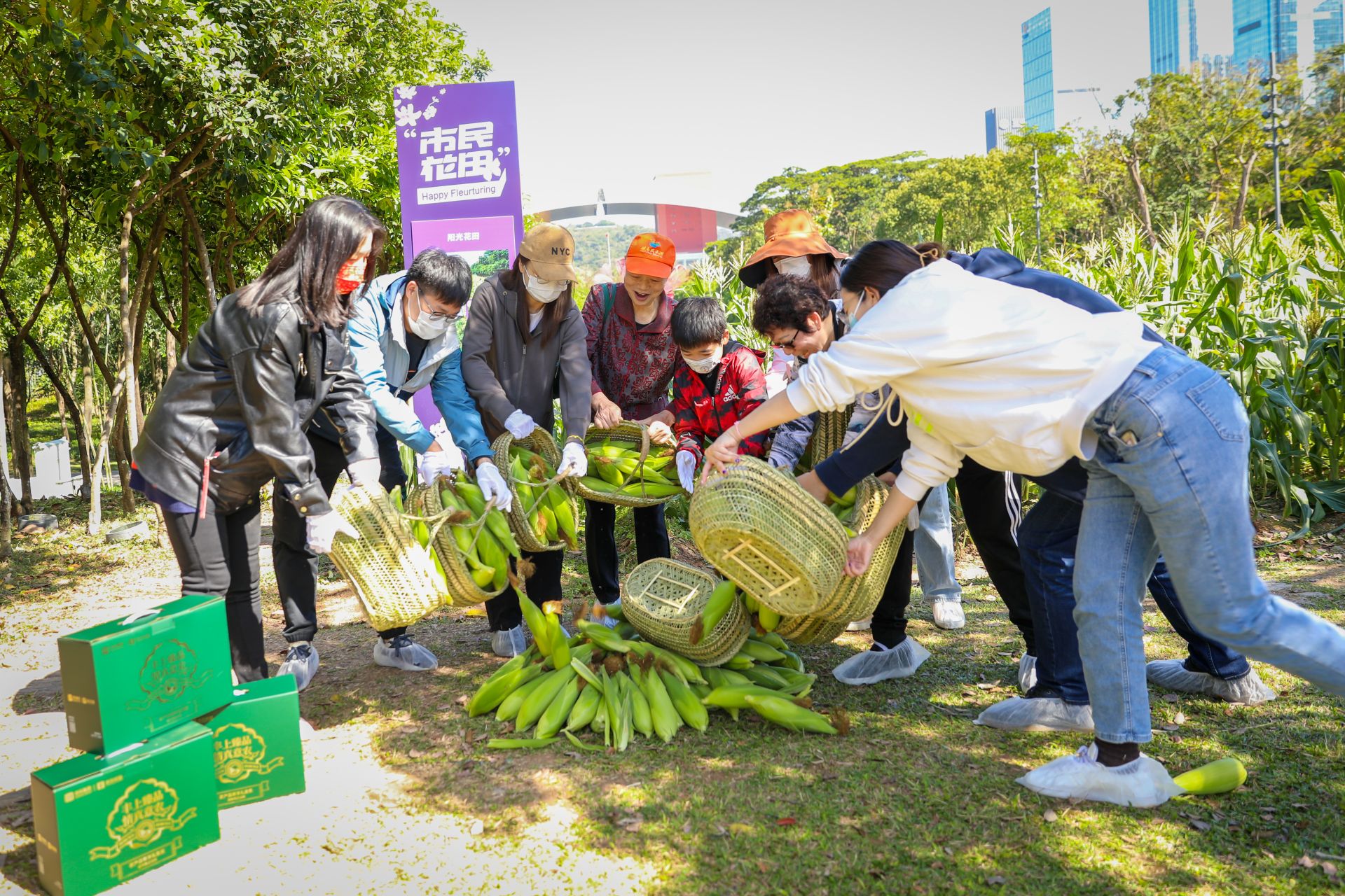 福田cbd玉米地迎丰收,首批采摘玉米送防疫一线|防疫_新浪财经_新浪网
