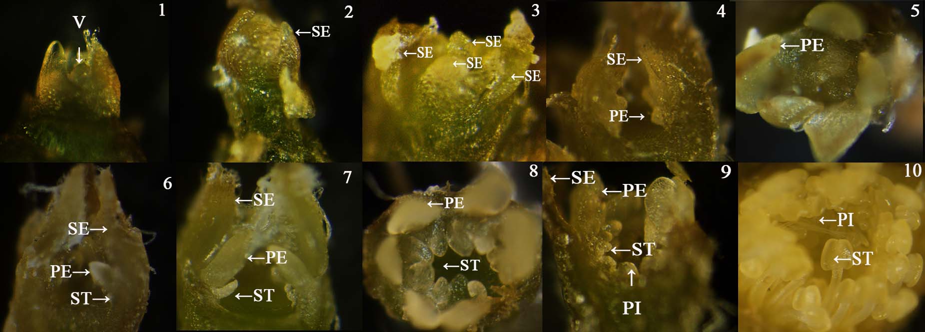 由解剖显微镜拍摄的花芽分化过程(辰山植物园供图)