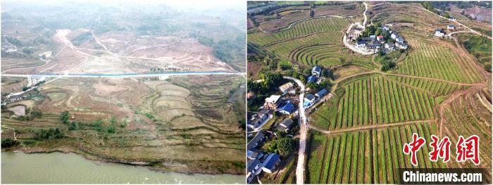 图为重庆渝北区青龙村荒山荒坡利用前后对比图。 渝北区农业农村委供图