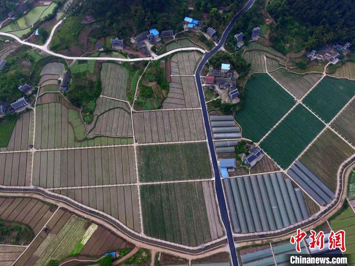 图为重庆璧山蔬菜基地。 陈贵青 摄