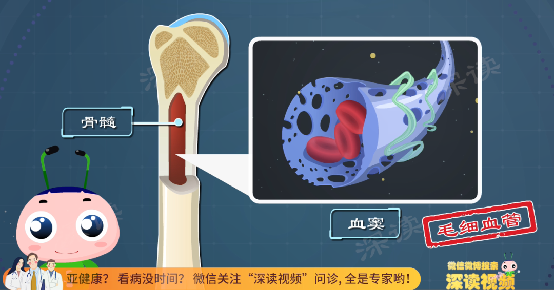 红细胞是怎么诞生的?