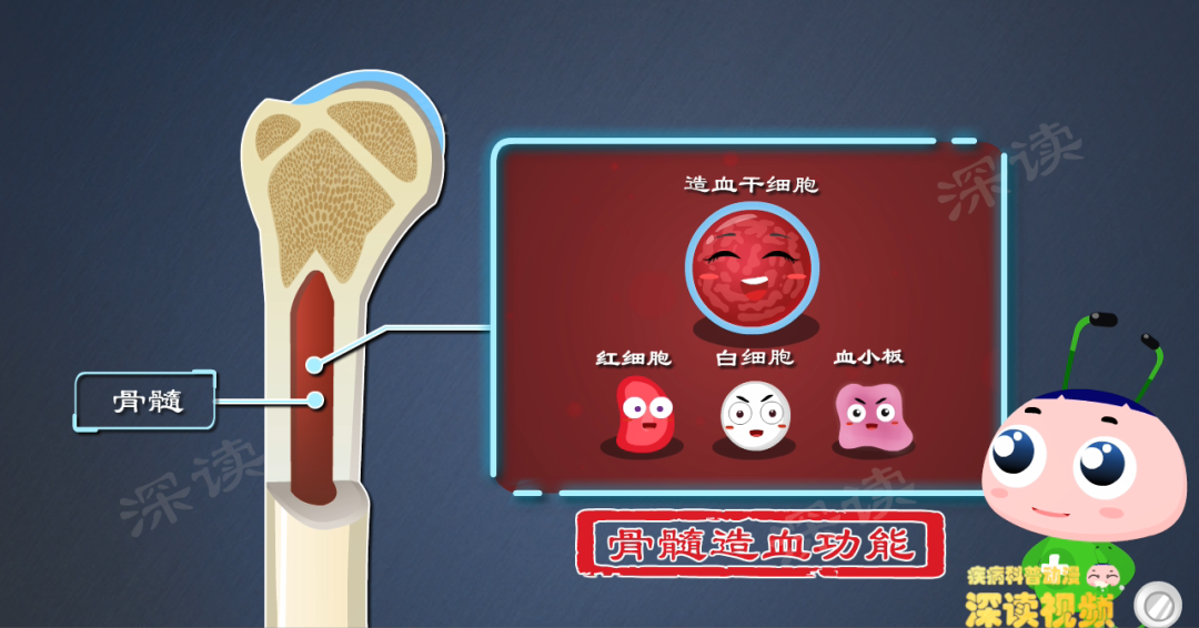 细胞主要分布在骨髓中,负责生产血细胞,这就是医书上说的骨髓造血功能