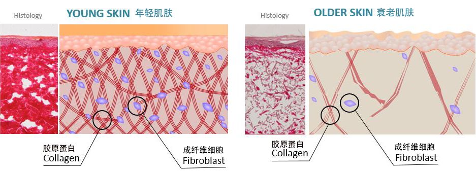 深度揭秘（护肤品真的能抗衰老吗知乎）知乎护肤品真的可以延缓衰老吗，知乎这个关于抗衰的问题火了！真正有效的「抗衰秘籍」,你学会了吗?，戒色头发会恢复吗知乎文章，