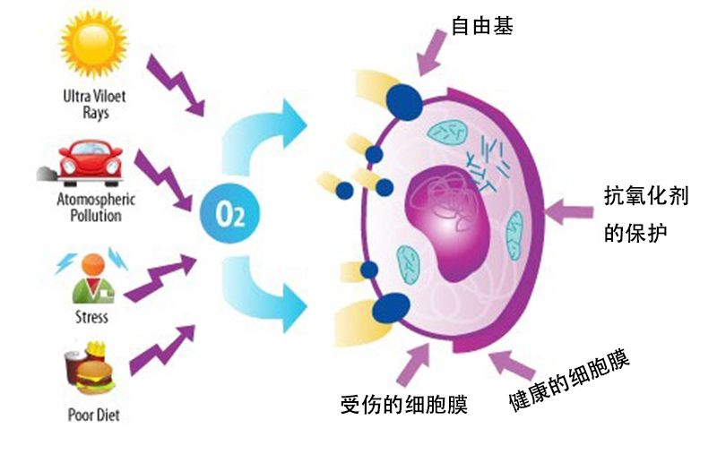 深度揭秘（护肤品真的能抗衰老吗知乎）知乎护肤品真的可以延缓衰老吗，知乎这个关于抗衰的问题火了！真正有效的「抗衰秘籍」,你学会了吗?，戒色头发会恢复吗知乎文章，