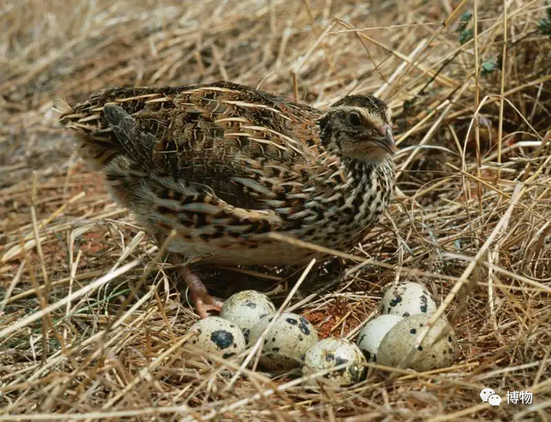 惊了鹌鹑蛋壳上的花纹能擦掉