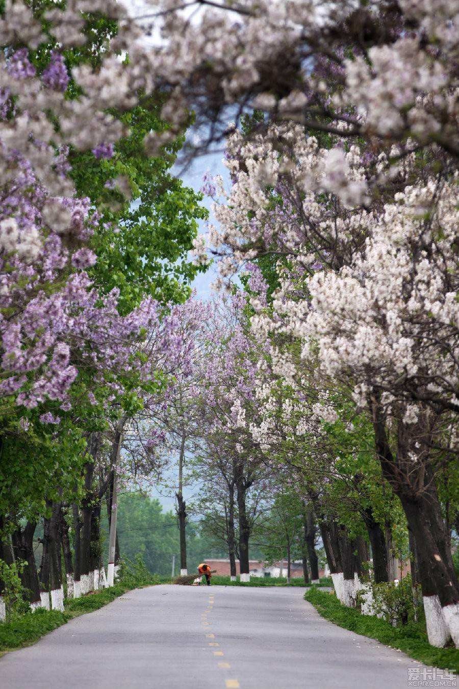 青未了李明江再见梧桐花开