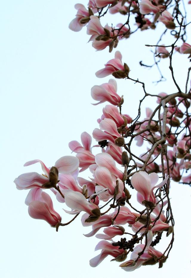 2022年3月8日,江苏省淮安市楚秀园内红玉兰花盛开.