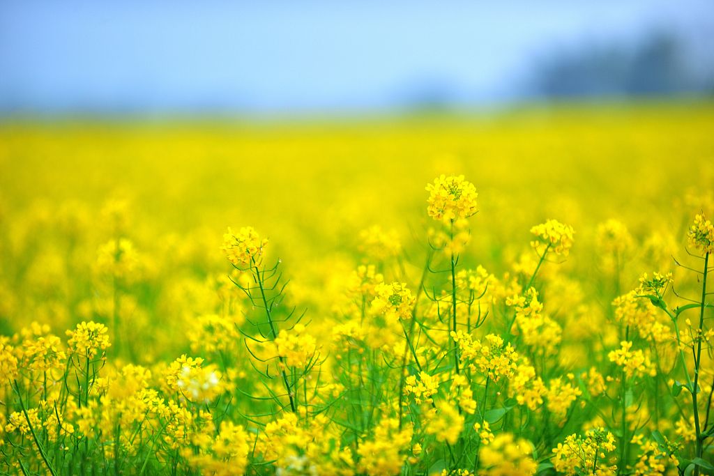 春游踏青丨这才是芜湖春天正确的打开方式!休闲区蓝鸢梦想 - Www.slyday.coM 春游踏青丨这才是芜湖春天正确的打开方式!休闲区蓝鸢梦想 - Www.slyday.coM