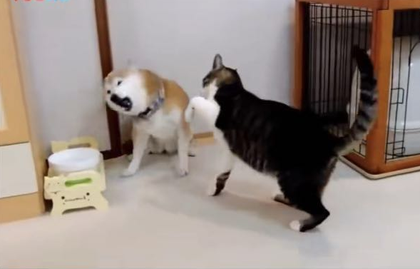 柴犬一直在挑逗喵星人，最后被拳打脚踢一顿立马靠墙待着不敢动休闲区蓝鸢梦想 - Www.slyday.coM