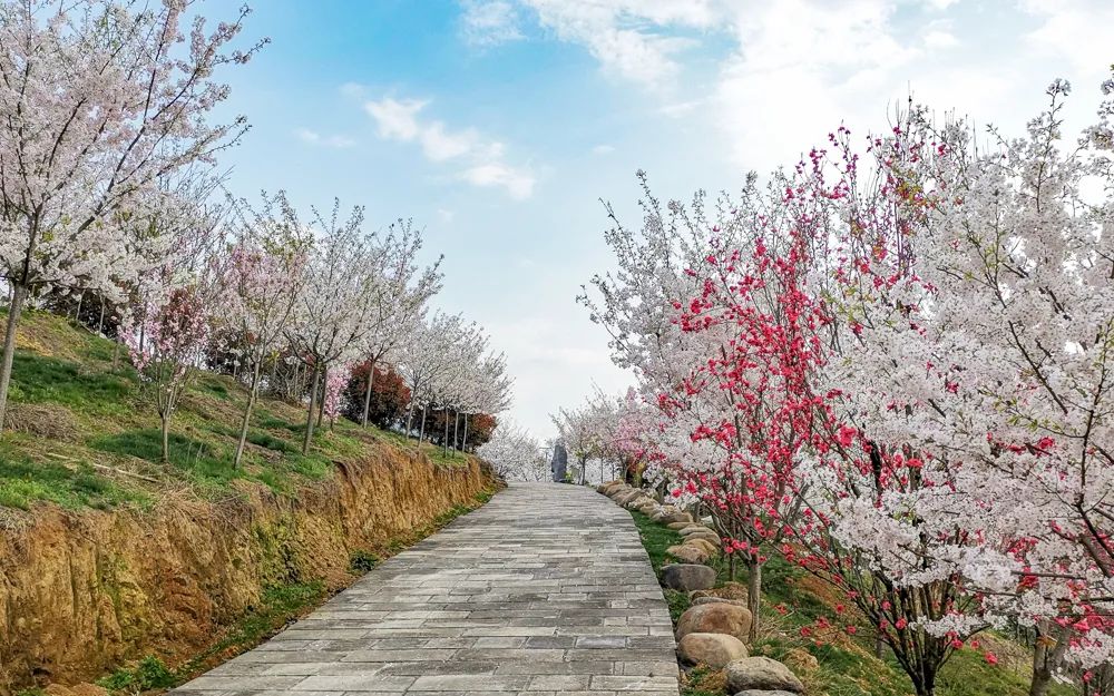 杭州唯一的山地樱花园遍植40种6万余株樱花树花期才刚刚开始