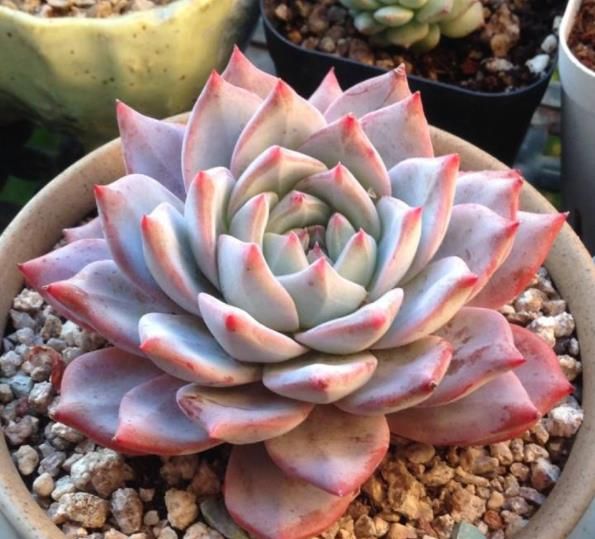 养多肉粉蓝鸟严格控养状态美稍微宠爱就穿裙子