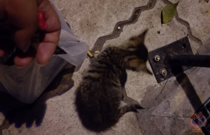 被一只流浪的小猫赖上了,每天下班都会遇到它,最后决定带它回家休闲区蓝鸢梦想 - Www.slyday.coM 被一只流浪的小猫赖上了,每天下班都会遇到它,最后决定带它回家休闲区蓝鸢梦想 - Www.slyday.coM