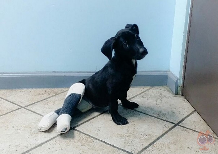 流浪狗双腿被汽车压断好在遇到好心人救助现在的它幸福满满