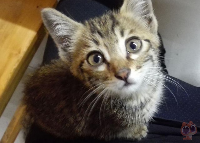 被一只流浪的小猫赖上了,每天下班都会遇到它,最后决定带它回家休闲区蓝鸢梦想 - Www.slyday.coM 被一只流浪的小猫赖上了,每天下班都会遇到它,最后决定带它回家休闲区蓝鸢梦想 - Www.slyday.coM