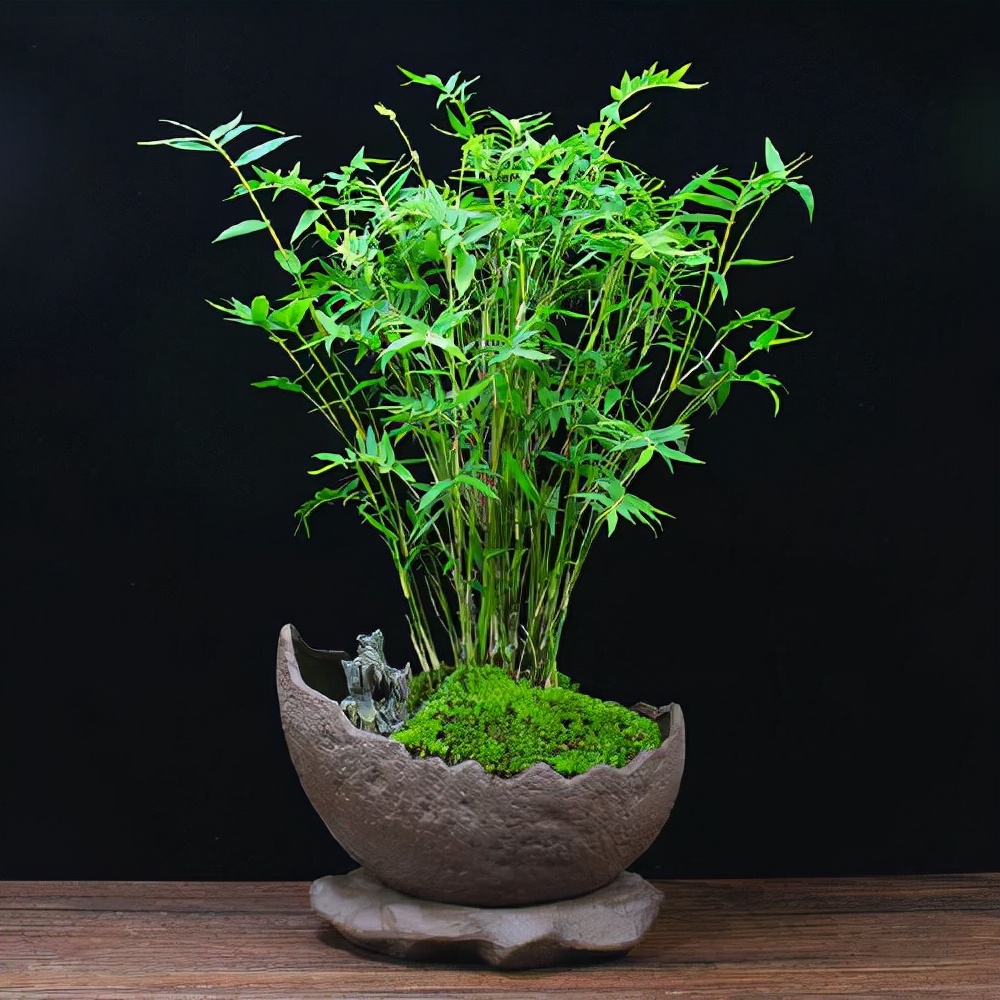 养在书房比花好看,制作不难,从选择品种开始|竹盆景|竹韵|竹子_新浪