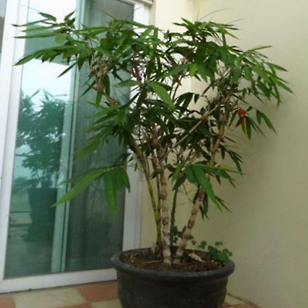 独具竹韵的竹盆景养在书房比花好看制作不难从选择品种开始