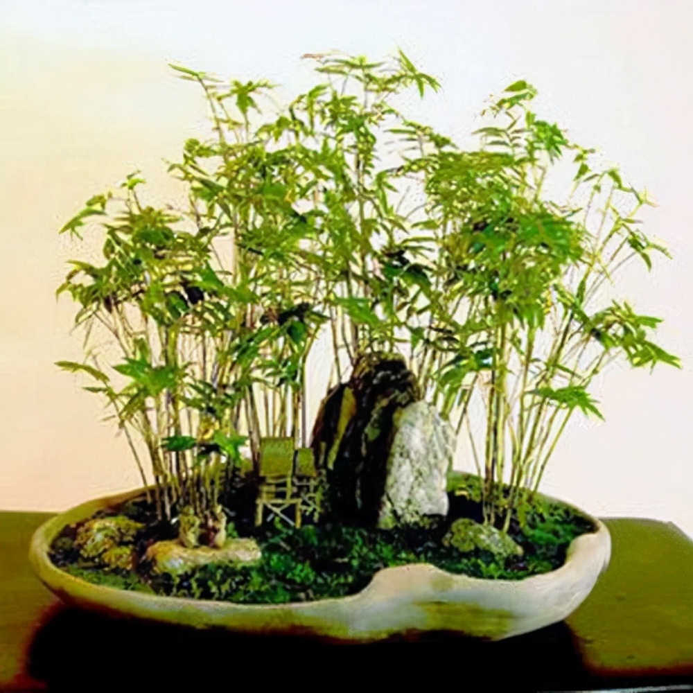 独具竹韵的竹盆景养在书房比花好看制作不难从选择品种开始