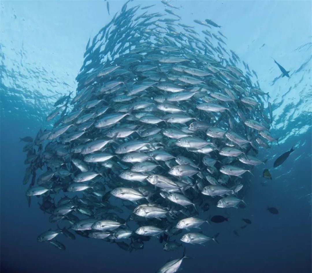 "生化武器"鲱鱼罐头,为何让瑞典人欲罢不能?|荷兰|鲱鱼|瑞典_新浪新闻