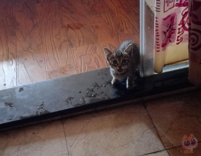 被一只流浪的小猫赖上了,每天下班都会遇到它,最后决定带它回家休闲区蓝鸢梦想 - Www.slyday.coM 被一只流浪的小猫赖上了,每天下班都会遇到它,最后决定带它回家休闲区蓝鸢梦想 - Www.slyday.coM