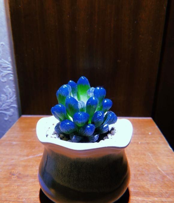 网上买的蓝色玉露商家说是宝石玉露是喷漆的吃惊吧