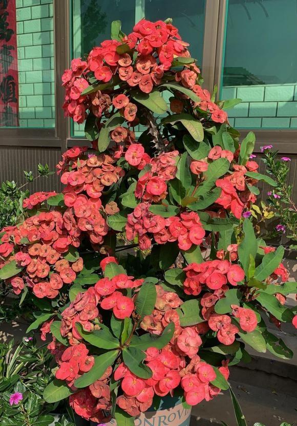 不怕晒的虎刺梅中间剪一刀春天发新芽夏天开花翻倍