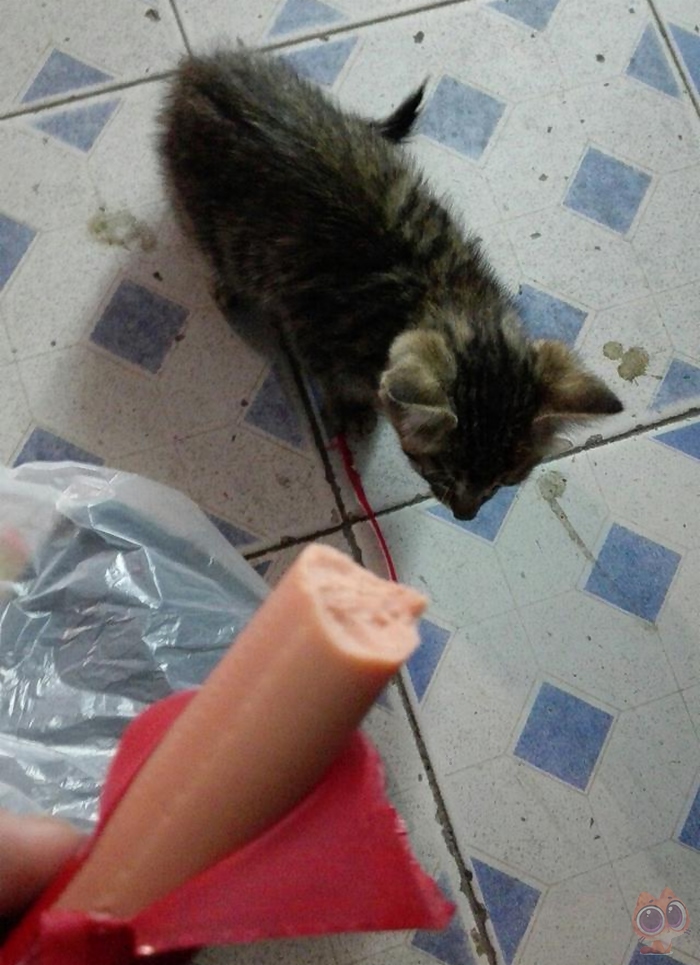 被一只流浪的小猫赖上了,每天下班都会遇到它,最后决定带它回家休闲区蓝鸢梦想 - Www.slyday.coM 被一只流浪的小猫赖上了,每天下班都会遇到它,最后决定带它回家休闲区蓝鸢梦想 - Www.slyday.coM