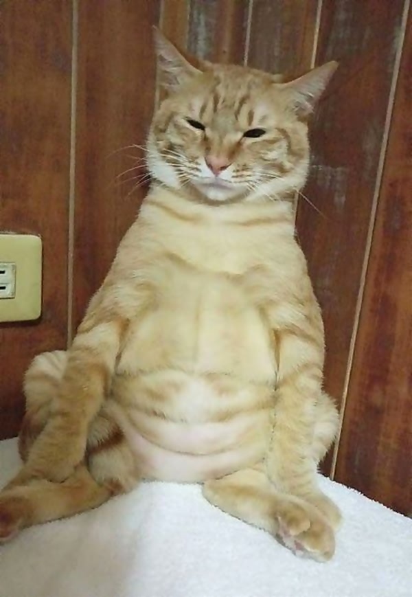 把橘猫身上的毛都剃光后主人意外发现它竟然会有6块腹肌