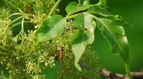 优良用材树种花曲柳