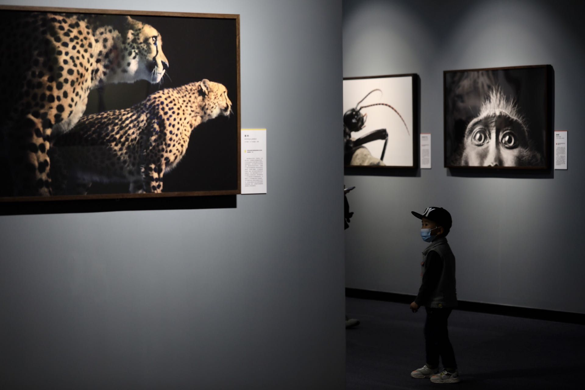 小朋友在看展览,右上方是极危动物黑冠猴.新京报记者 浦峰 摄