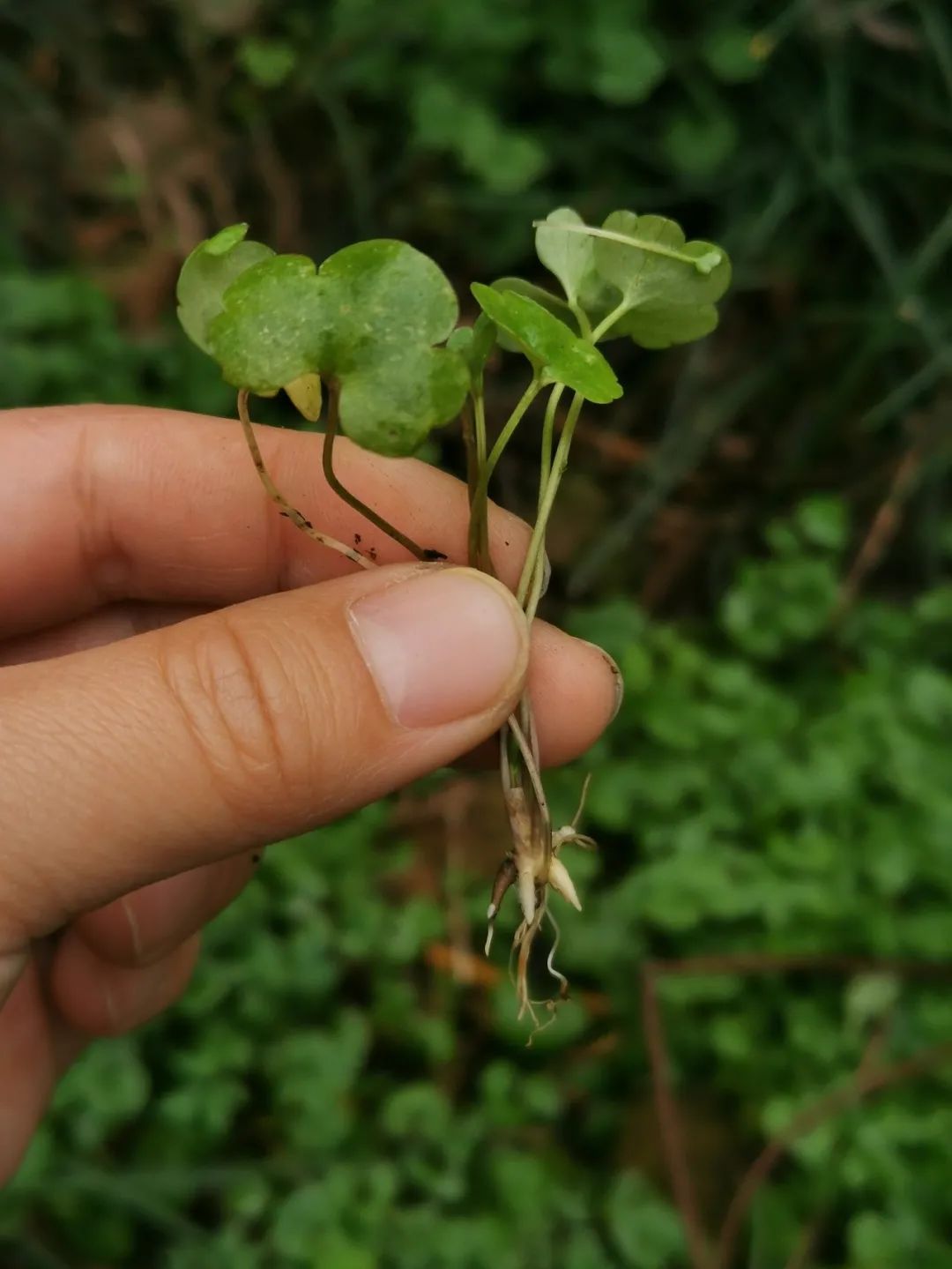 自然散步岳麓山物候惊蛰