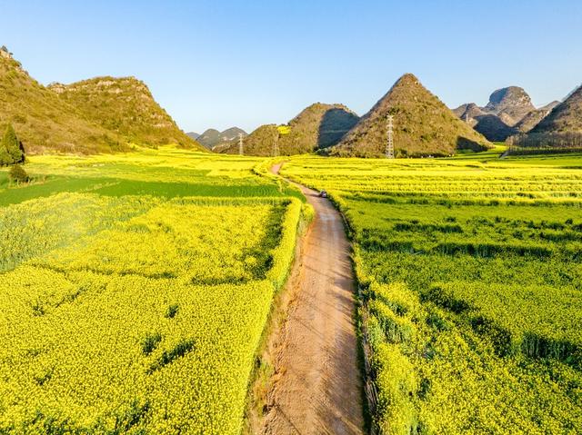 初春时节 云南罗平油菜花盛开景色美