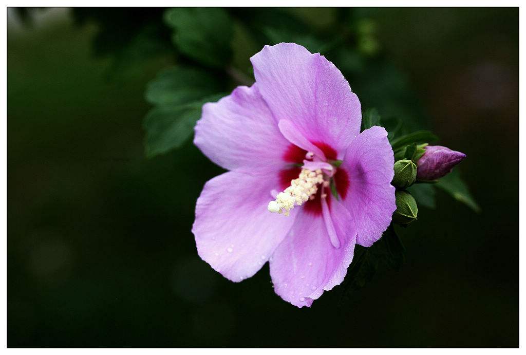 扶桑花就是红色的木槿花哦.
