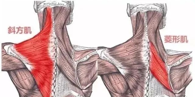 背部训练不可忽视的深层肌肉菱形肌