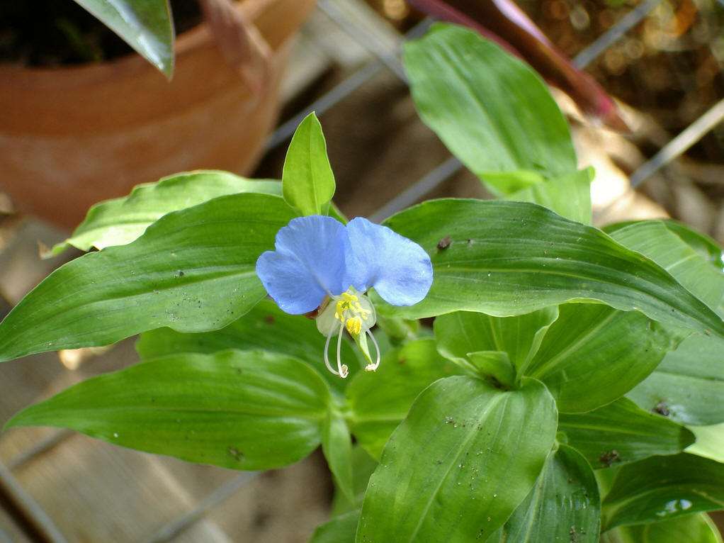 农村常见植物鸭跖草农民用来喂猪可知它价值珍贵能清热解毒