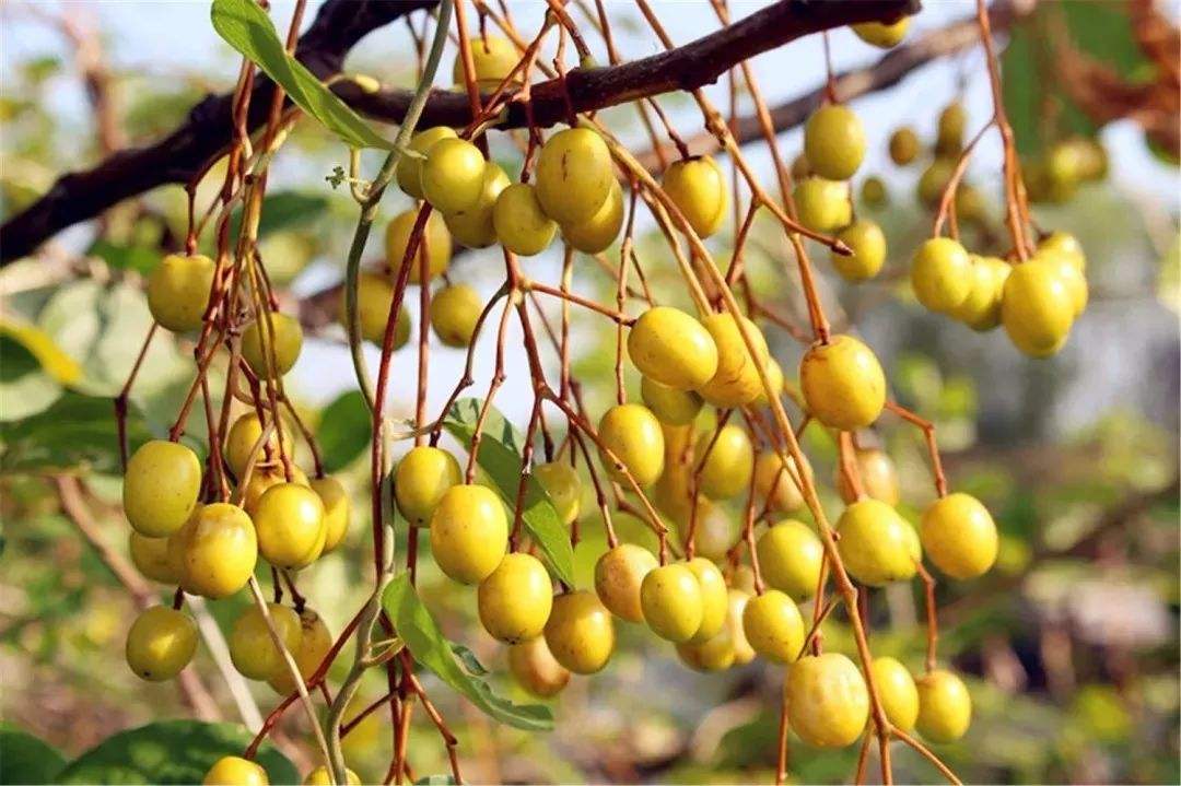 苦楝果它的味道极苦,药性寒,有小毒