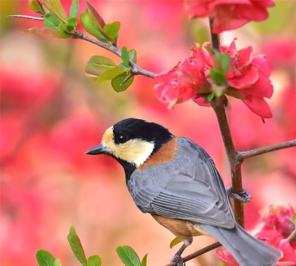 全世界最最美的鱼最罕见的鸟集齐了大开眼界
