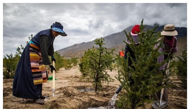 三星堆青铜神树原型应是马桑树,可从羌族传说找到线索休闲区蓝鸢梦想 - Www.slyday.coM