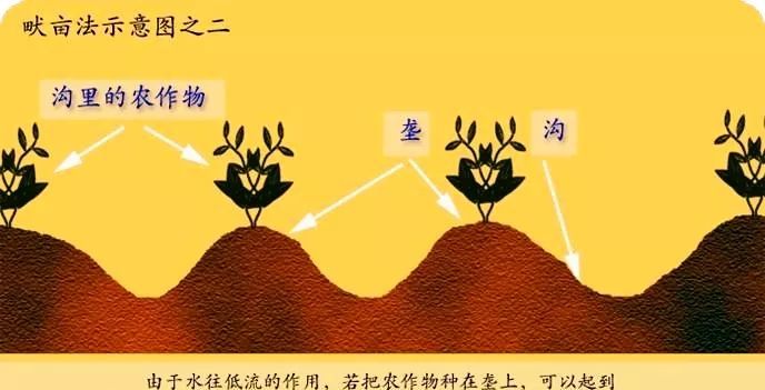 地理视角看垄沟种植|耕作|土壤|保墒_新浪新闻