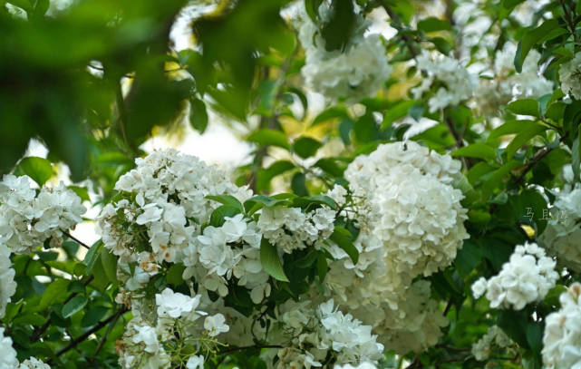 杭州适合赏春的3个景点,不收门票,遇见江南春色赏花赏人文两不误休闲区蓝鸢梦想 - Www.slyday.coM