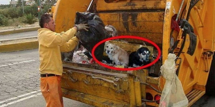 两只狗狗被扔进垃圾车,无辜眼神让人心疼,狠心主人被骂惨!休闲区蓝鸢梦想 - Www.slyday.coM 两只狗狗被扔进垃圾车,无辜眼神让人心疼,狠心主人被骂惨!休闲区蓝鸢梦想 - Www.slyday.coM