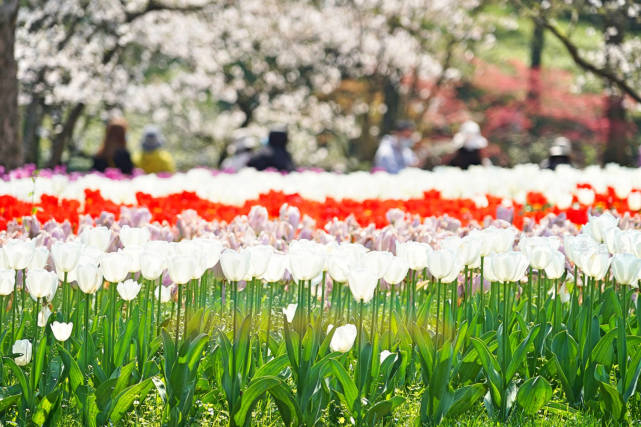杭州适合赏春的3个景点,不收门票,遇见江南春色赏花赏人文两不误休闲区蓝鸢梦想 - Www.slyday.coM