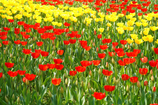 杭州适合赏春的3个景点,不收门票,遇见江南春色赏花赏人文两不误休闲区蓝鸢梦想 - Www.slyday.coM