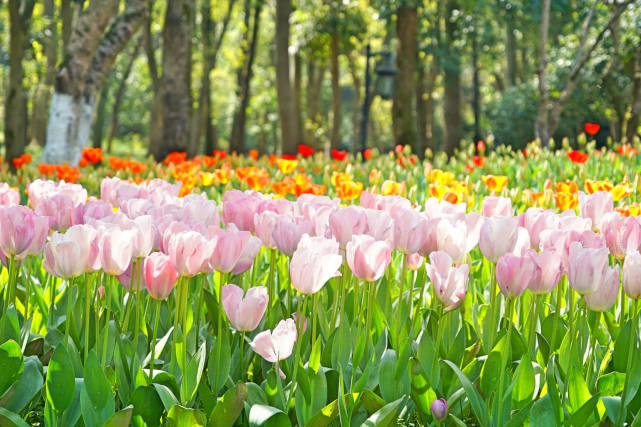 杭州适合赏春的3个景点,不收门票,遇见江南春色赏花赏人文两不误休闲区蓝鸢梦想 - Www.slyday.coM